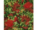 Red Gum Blossoms on Green Background - Coastal Blossom